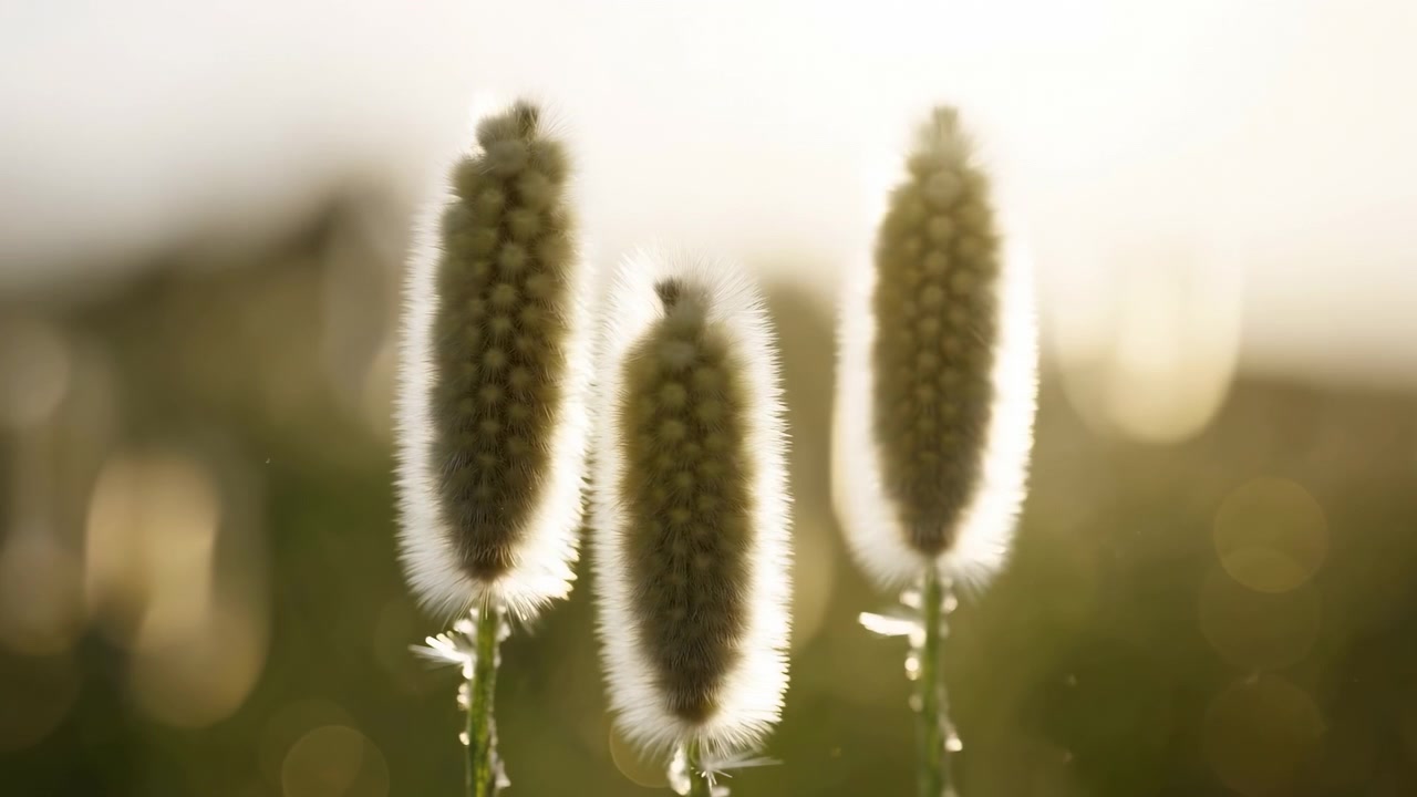 Flower buds blooming time lapse, in sunny meadow, with flower buds, with natural plant material texture, from a close-up perspective perspective, with green, white accents, clear detail.