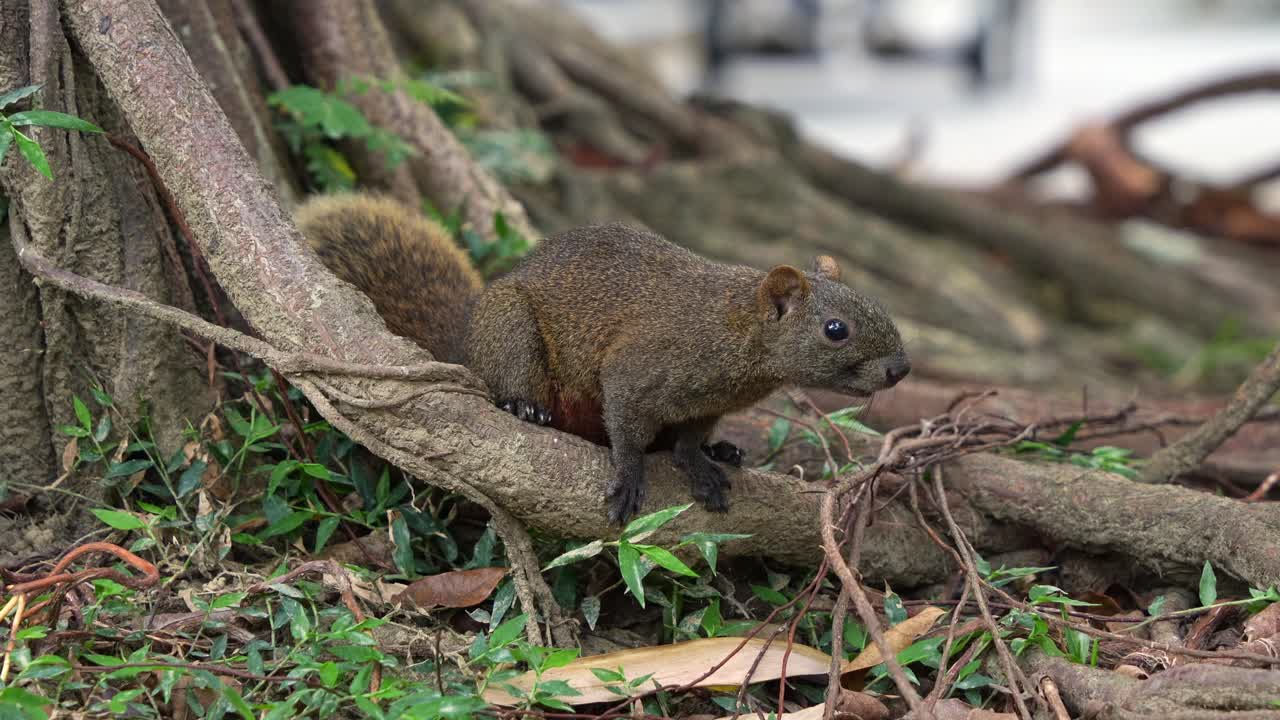 Close up shot of a cute little Pallas's squirrel with fluffy tail, curiously sniffing and foraging around the exposed roots of an ancient tree in the ecological forest park