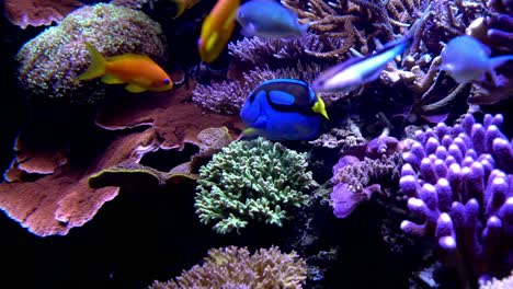 fish swimming in an aquarium