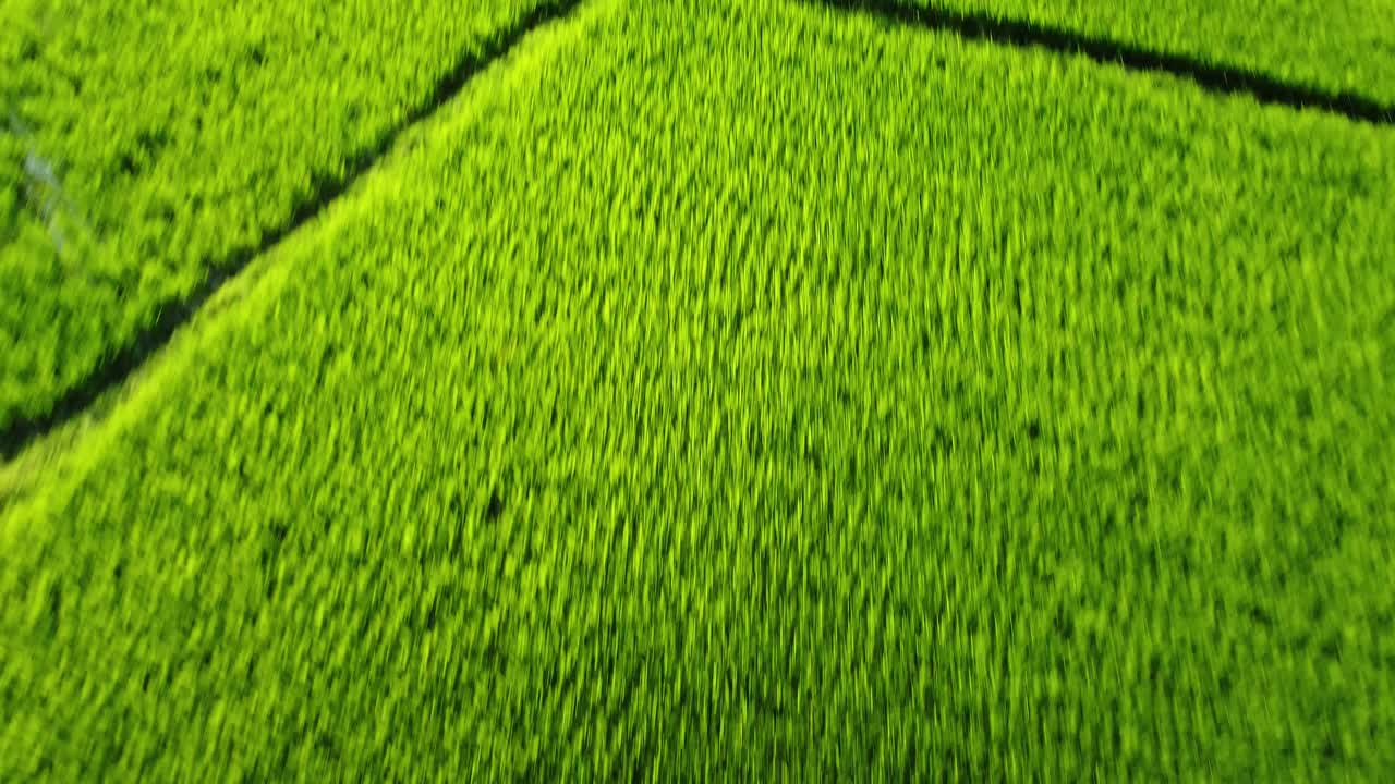 como una alfombra verde rodeada de agua