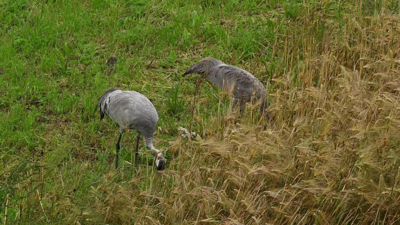 High angle view of two adult cranes eating worms in green field during quiet evening. Focused behavior.