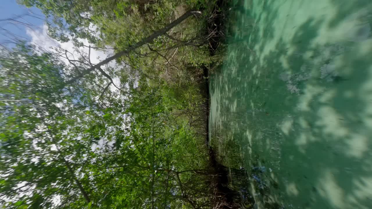 Calming FPV vertical drone over crystal clear Ca&ntilde;o Frio River mangrove forest