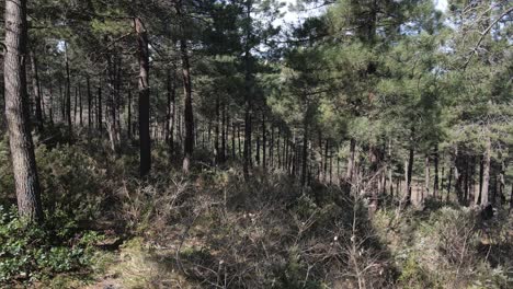 arboles naturales ambiente aereo