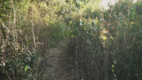 Small-forest-path-during-day-time