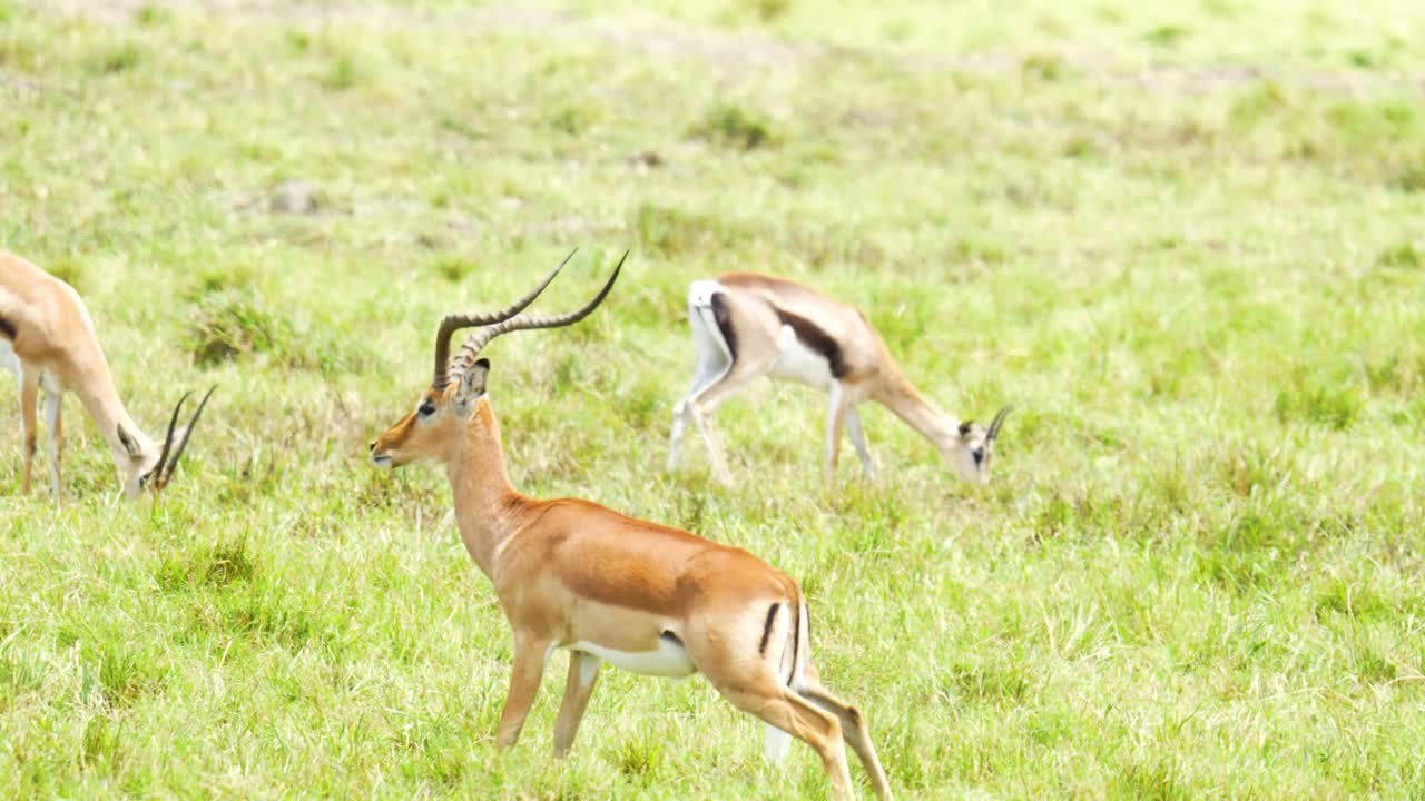 Thomson's gazelles grazing peacefully in a swamp grassland habitat in Kenya during dry season in the African savannah