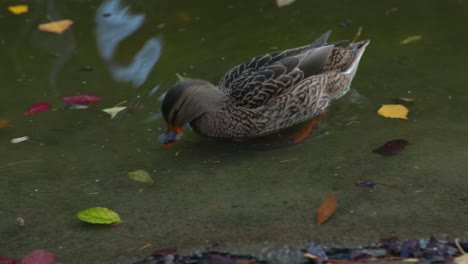 portrait of a female mallard duck swim on the pond in autumn