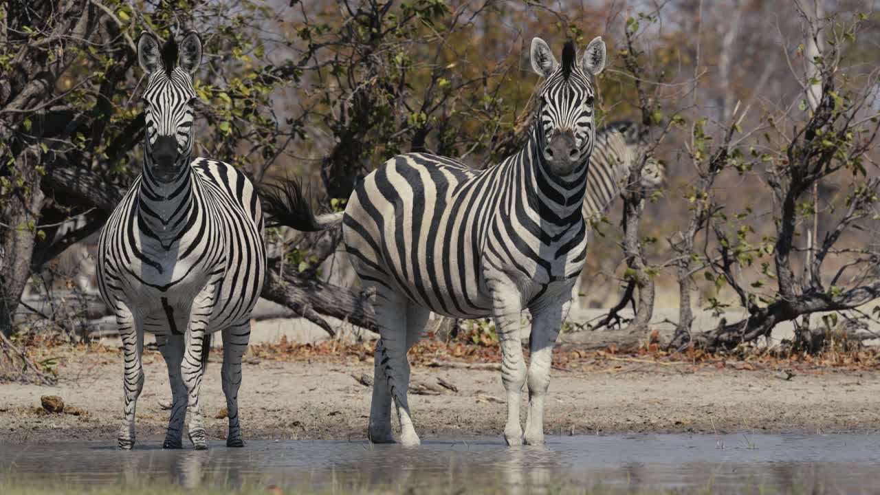 A group of zebras stands in a waterhole, gazing directly at the camera, capturing a serene and iconic moment of African wildlife