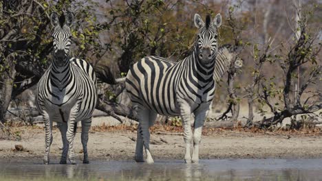 a group of zebras stands in a waterhole, gazing directly at the camera, capturing a serene and iconic moment of african wildlife