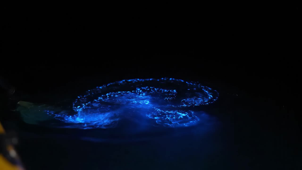 바다의 생물광광 (bioluminescence)