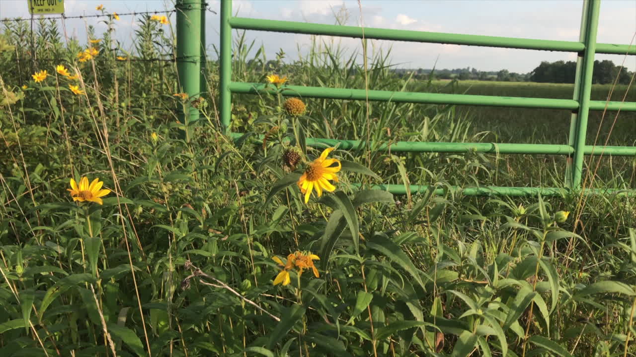 Wild flowers near a field gate.