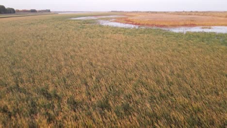 Aerial-footage-of-lake-and-reed