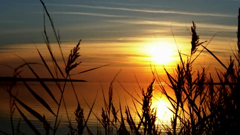 mittelgroße aufnahme eines goldenen sonnenuntergangs über dem wasser mit wogendem gras im vordergrund