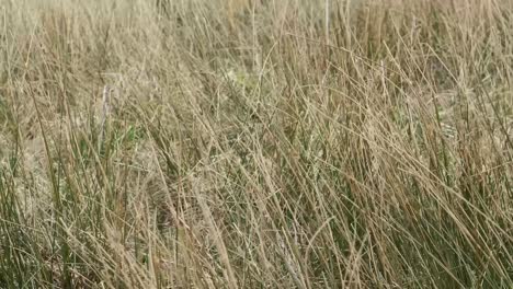 a close up of long sharp grass blowing in a english countryside field