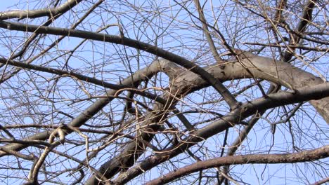 Ein-Baum-Ohne-Blätter-Im-Musashiseki-Park,-Tokio,-Japan