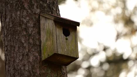 Braunes-Hölzernes-Vogelhaus-Auf-Baumstamm---Nahaufnahme