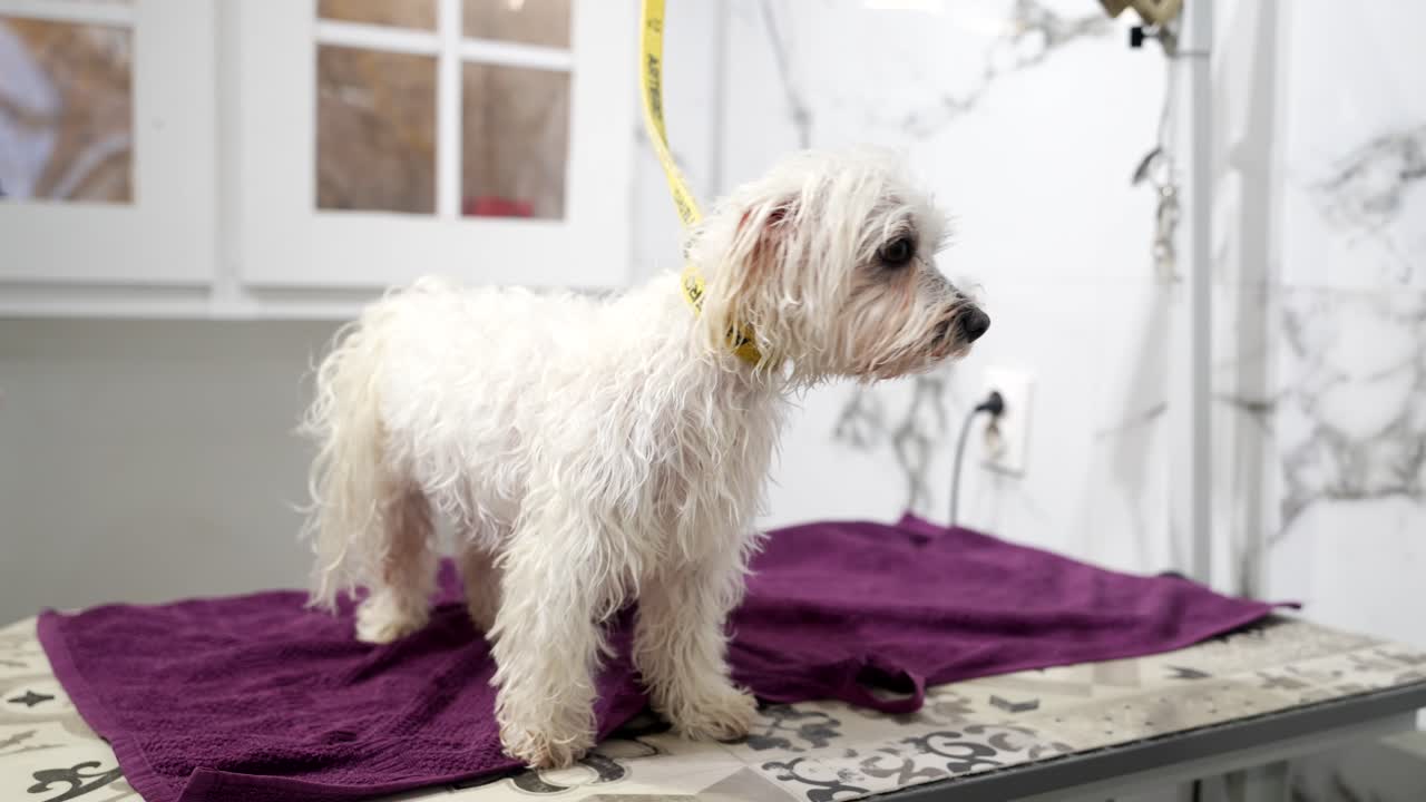 Cane bagnato carino che si scrolla per asciugare il pelo in un salone di toelettatura per animali