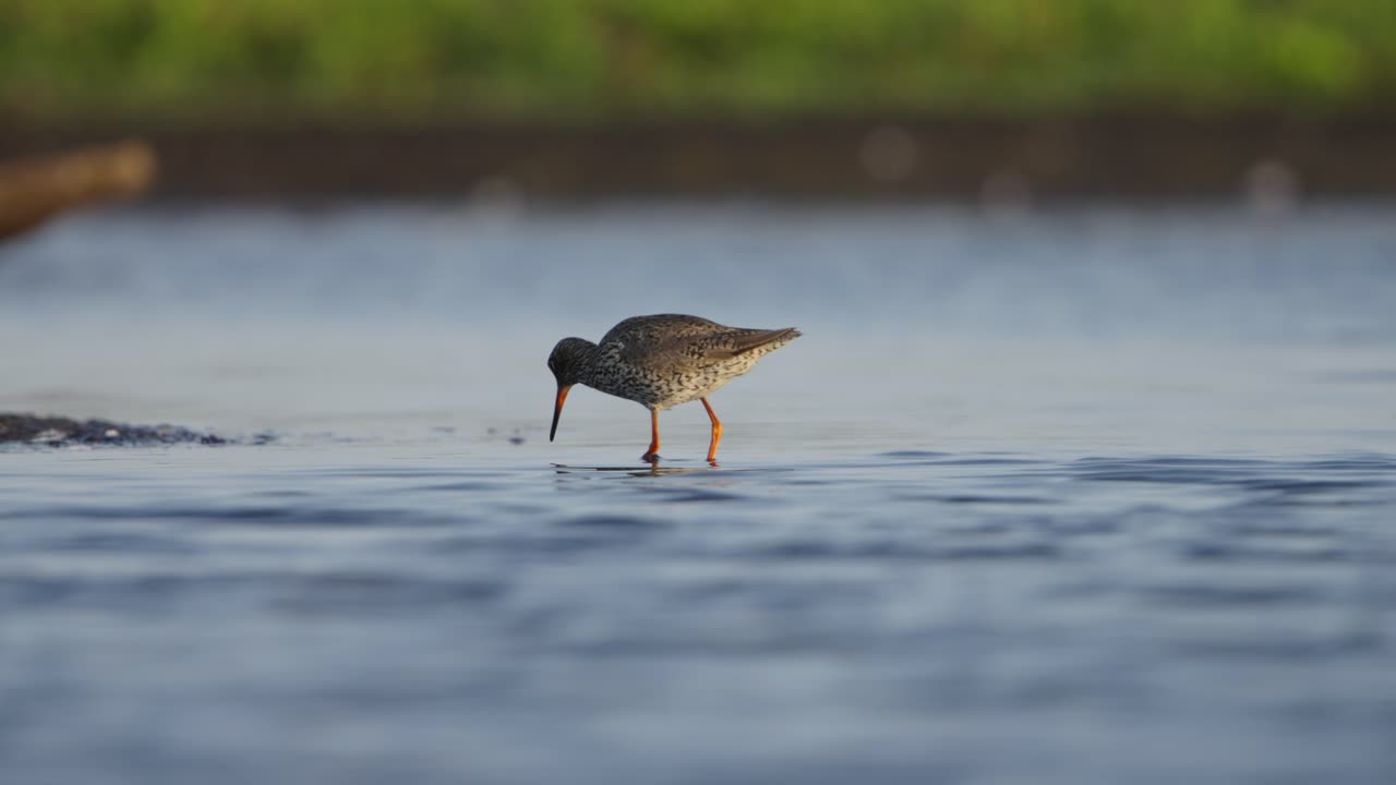 alimentación de las aves redshank