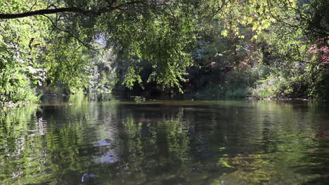 a relaxing shot of a stream running along the forest landscape