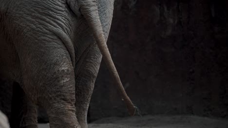 wagging tail and wrinkled skin of asian elephant in enclosure at the zoo