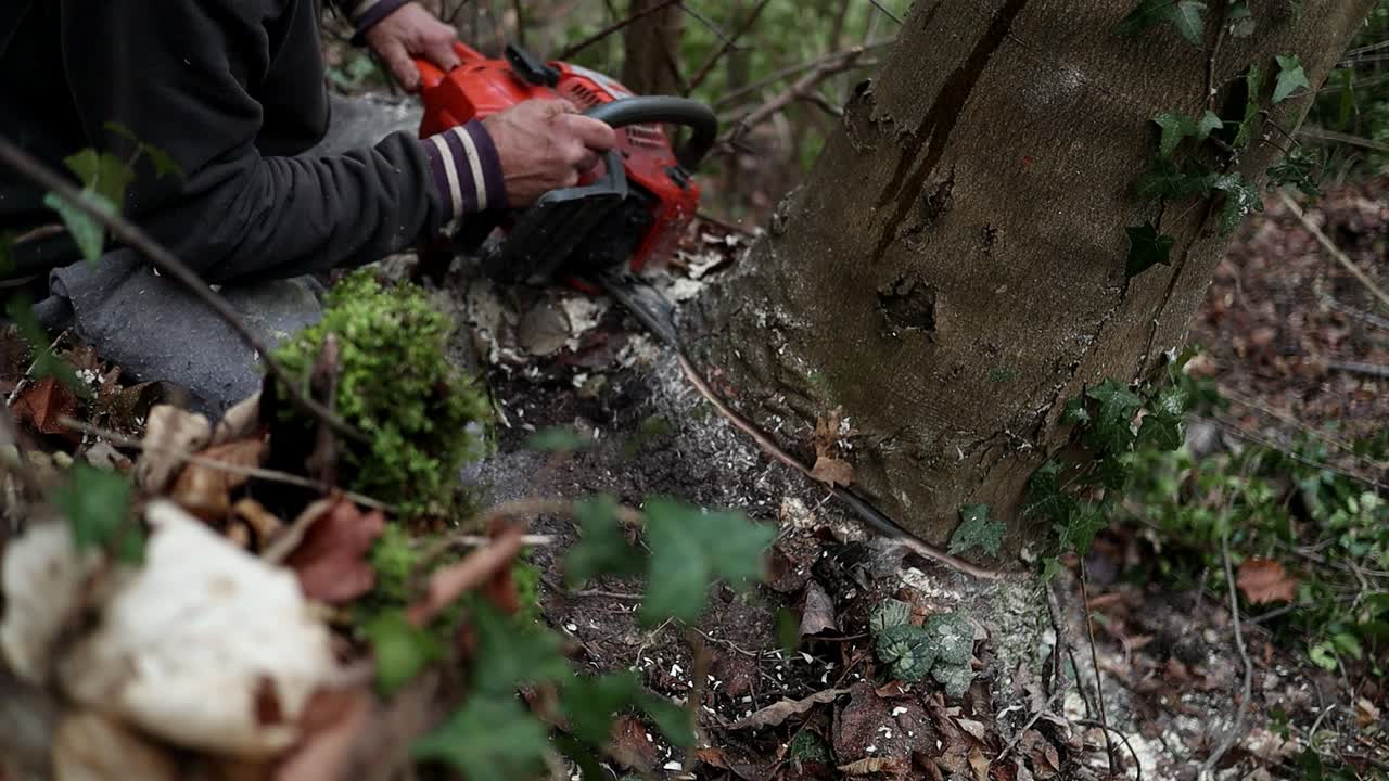 hombre de edad avanzada cortando un gran árbol en el bosque usando una motosierra, cámara lenta y disparo cercano