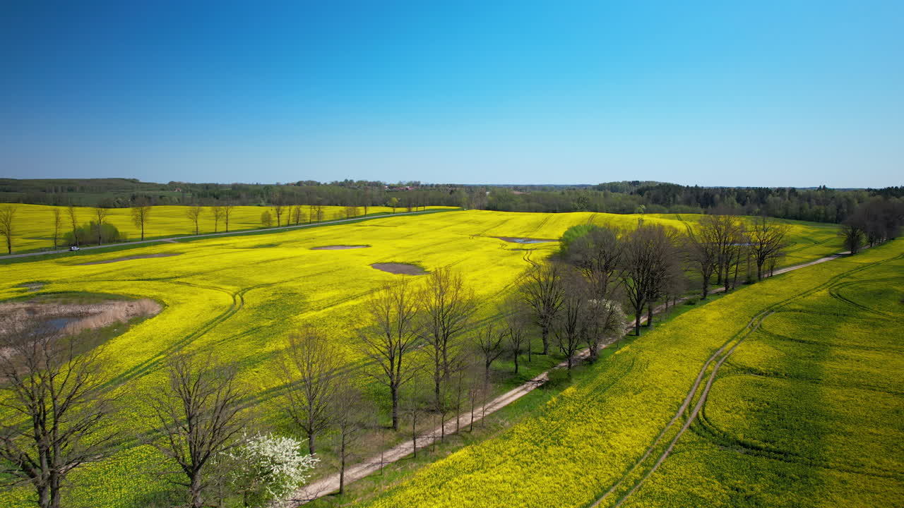 Aerial top view of yellow growing canola field in nature beside small country roads with shelterbelts in spring - push in