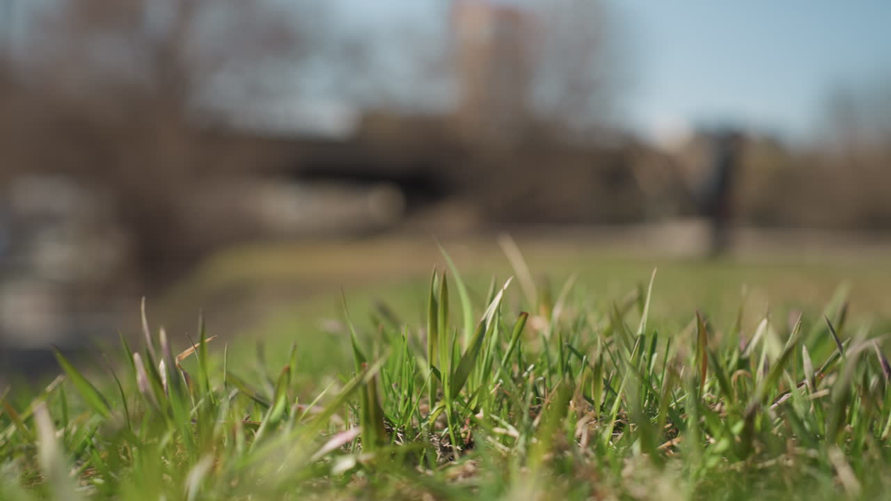 신선한 녹색 잔디 잎의 가까운 시야는 아름답게 흐릿한 도시 배경과 함께 초점을 맞추고, 누군가의 흐릿한 시야와 함께 고 있습니다.