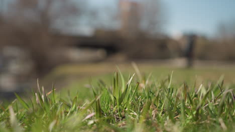 close view of fresh green grass blades in focus with a beautifully blurred urban background, with a blur view of someone walking