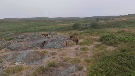 -Scenic-drone-rotating-shot-over-young-and-adult-horses-grazing-along-lush-green-meadow-on-a-cloudy-day