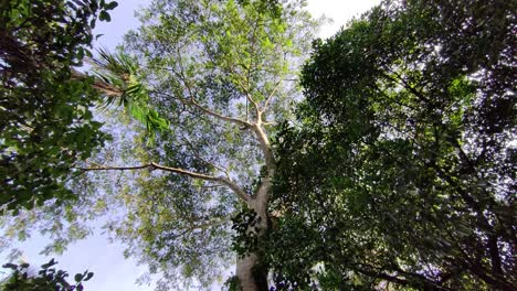 árbol-Disparado-Al-Cielo-Al-Mediodía