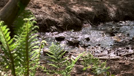 slow motion running river, glimmering through forest on sunny day, forest ffawr, south wales, uk