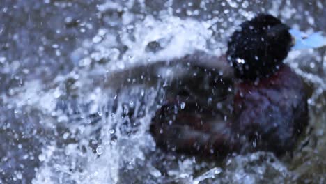 duck energetically splashing in water at melbourne zoo