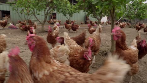 pollos marrones deambulando por espacios abiertos en una granja de campo libre