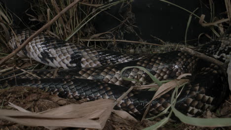 Cobra-De-Agua-Falsa-Deslizándose-En-La-Naturaleza-Deslizándose-A-Través-De-La-Hierba