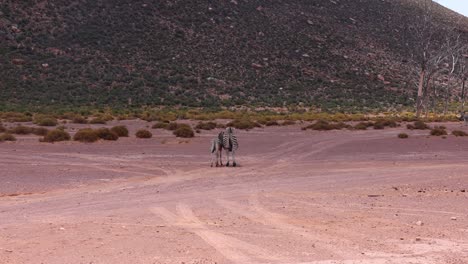 back view of two zebras with wagging tails. adult animal and juvenile against slope with vegetation. safari park, south africa