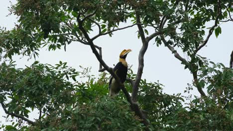 Visto-Mirando-Hacia-Arriba-Y-Alrededor-Tal-Vez-Listo-Para-Despegar-Mientras-Está-Encaramado-Entre-Ramas,-Gran-Cálao-Buceros-Bicornis,-Tailandia