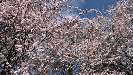 Tomando-Video-De-Flores-De-Cerezo