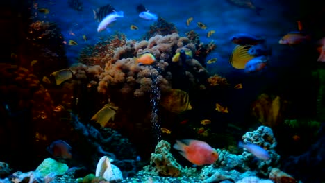 exotic fishes in an aquarium