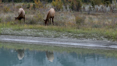 two female elk standing in grassy field in front of calm river eating grass