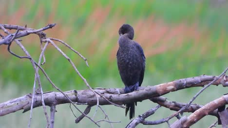 Cormorant-in-Pond-4k-Video.