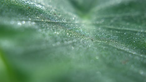 las gotas de rocío caen sobre las hojas de los árboles en invierno