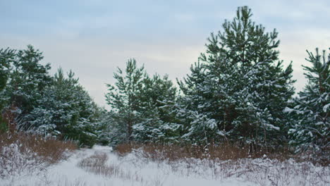 Hermosos-Abetos-En-Pie-Borde-Del-Bosque-Día-De-Invierno.-Abetos-Que-Crecen-En-La-Pradera.