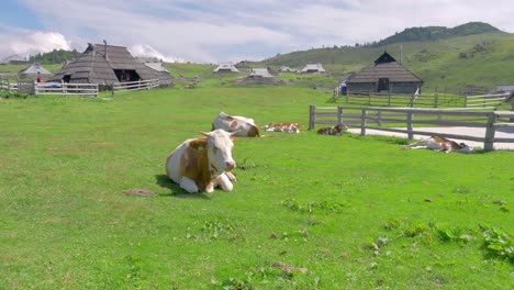 a tagged cows in a green ranch down the mountain