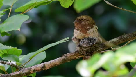 the javan frogmouth or horsfield's frogmouth is found in thailand and other asian countries