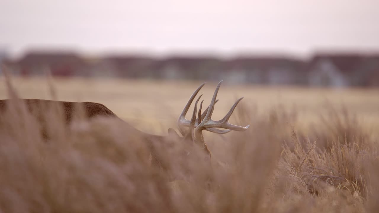 Mule Deer in the plains of Colorado