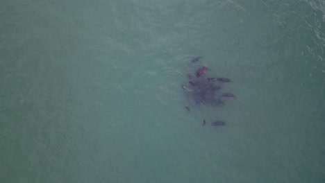 A-Swarm-of-Dolphins-early-in-the-morning-near-Shark-Island-in-Port-Stephens-NSW-Australia