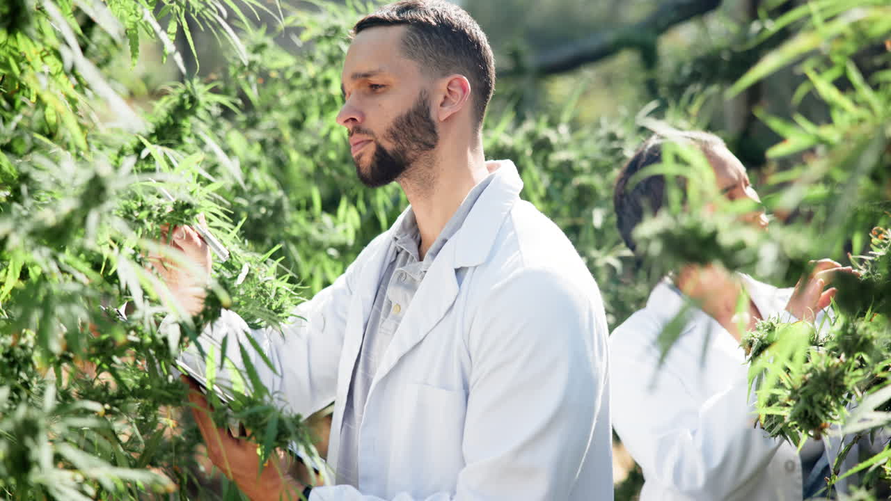 Scientists Inspecting Cannabis Plants
