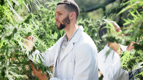 scientists inspecting cannabis plants