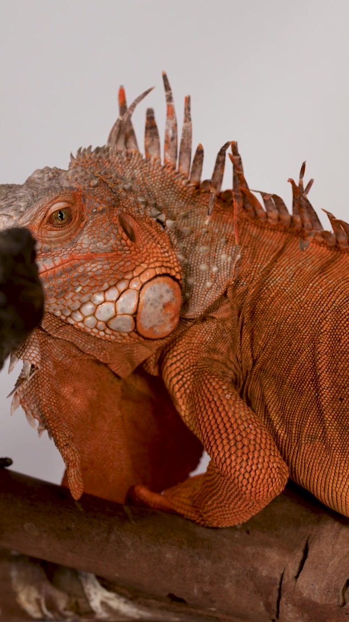 Un primo piano dettagliato di un'iguana rossa che riposa su un ramo su sfondo bianco.