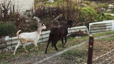 Dos-Cabras,-Blancas-Y-Negras,-Junto-A-Una-Valla-Metálica.