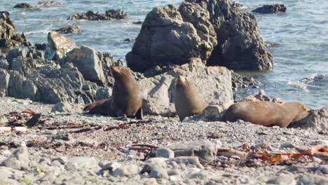 two fur seals fighting